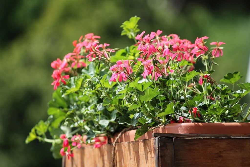 Jardinière de balcon avec des géraniums