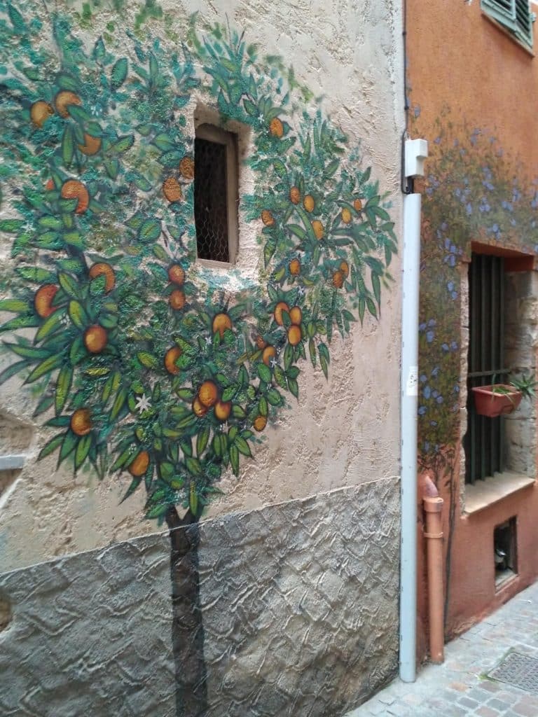 Oranger sur un mur à Hyères les Palmiers