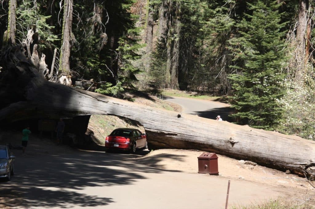 Séquoia géant couché au Yosemite National Park