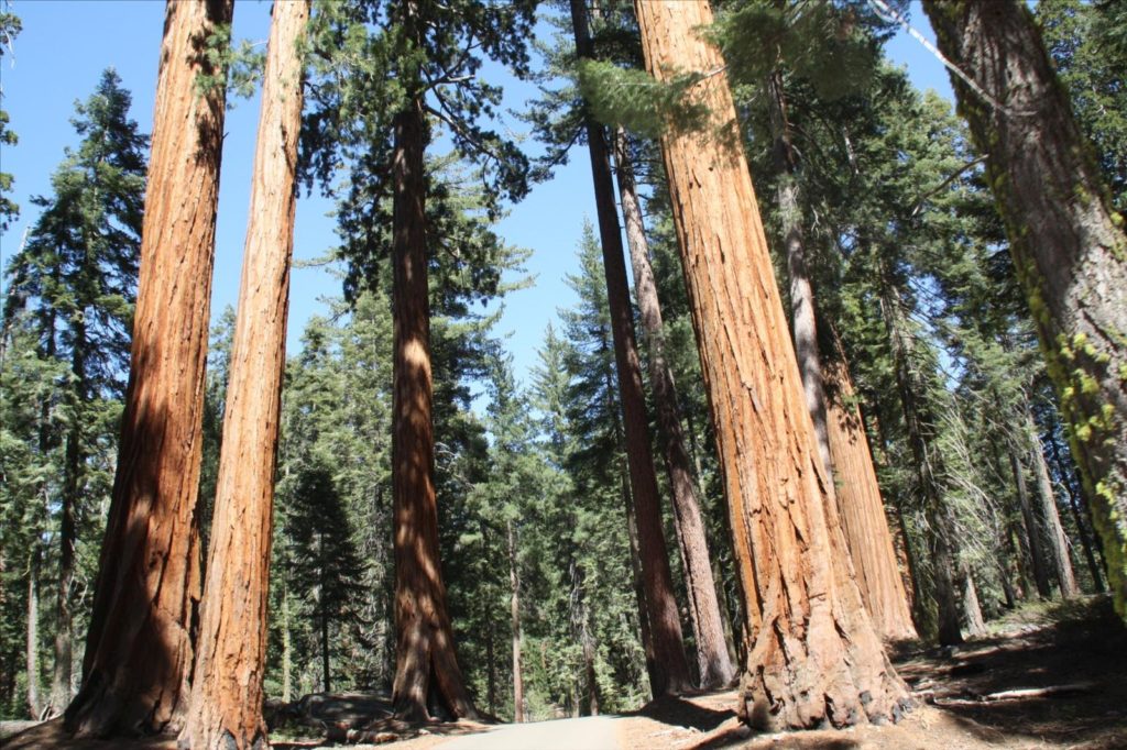 Séquoia géant dans le parc de Yosemite