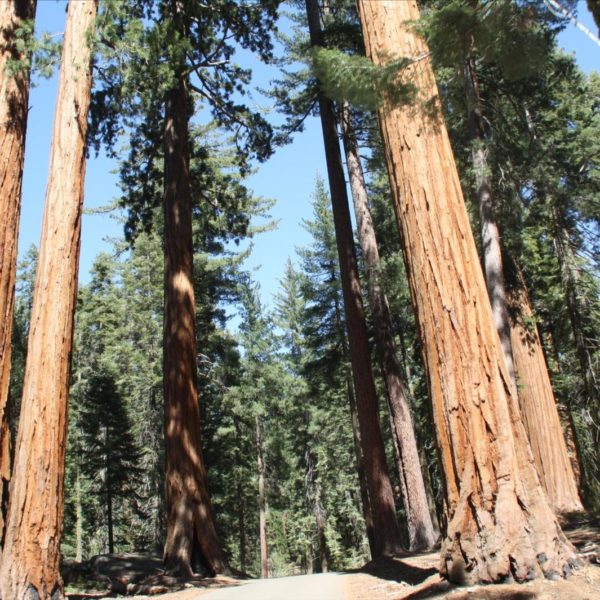 Séquoia géant dans le parc de Yosemite