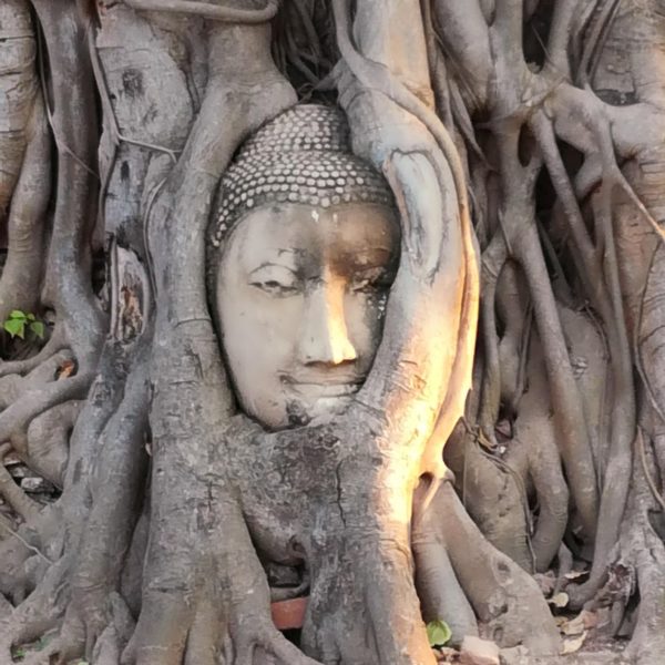 Tête de Bouddha entre les racines au Wat Phra Mahathat