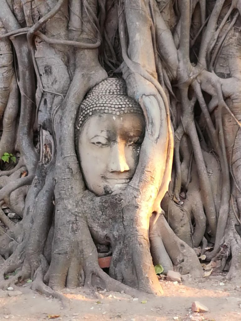 Tête de Bouddha entre les racines au Wat Phra Mahathat