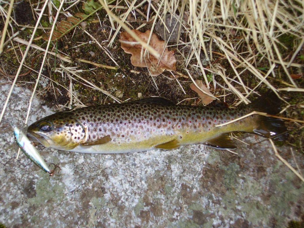 Truite pêchée au leurre