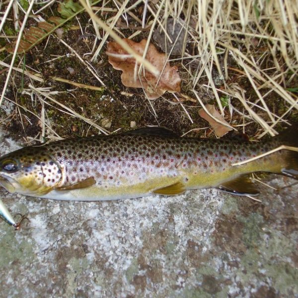 Truite pêchée au leurre