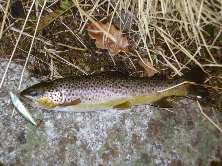 Tout savoir sur la pêche aux leurres