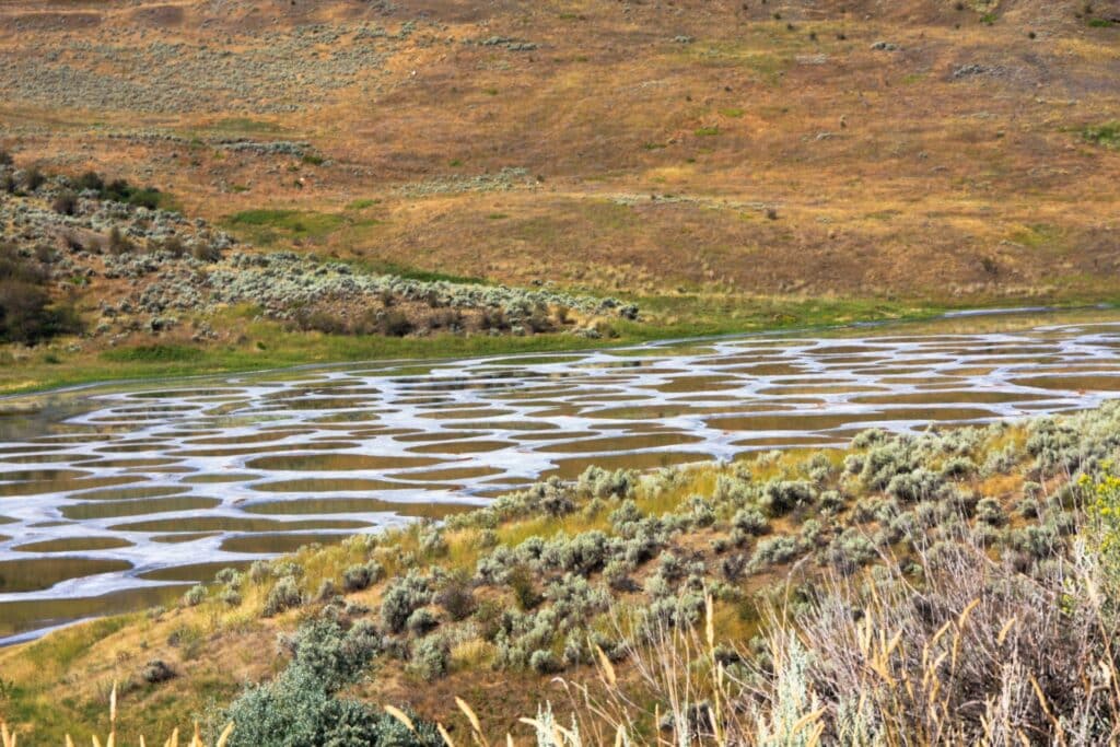 Lac tacheté au Canada à Osoyoos