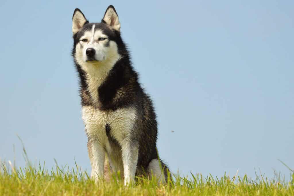 Un Husky l'été