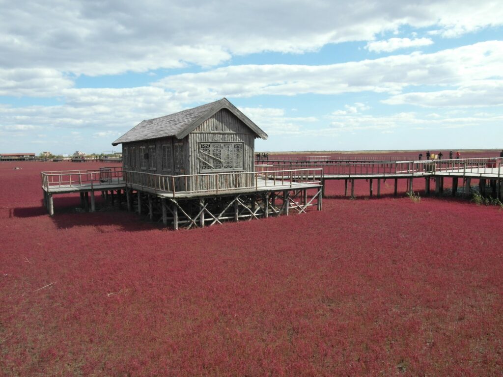 La Plage rouge est une zone humide située à Panjin en Chine