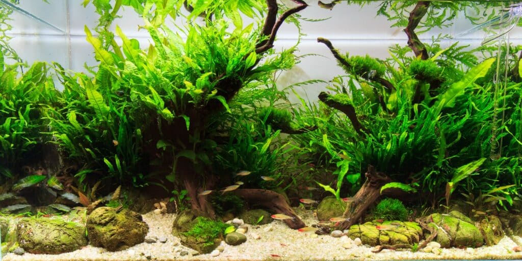 L'aquascaping consiste à recréer un paysage miniature sous l'eau, dans un aquarium