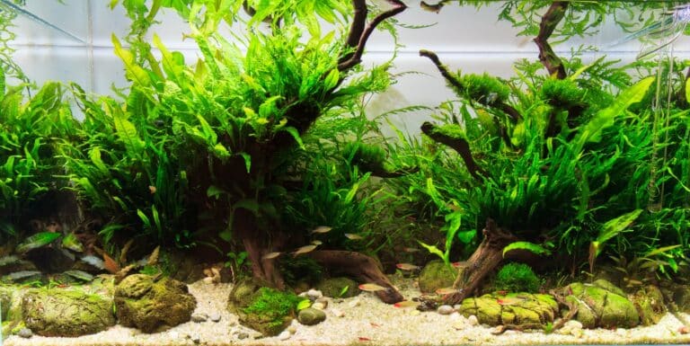 Créer et entretenir un aquarium en aquascaping