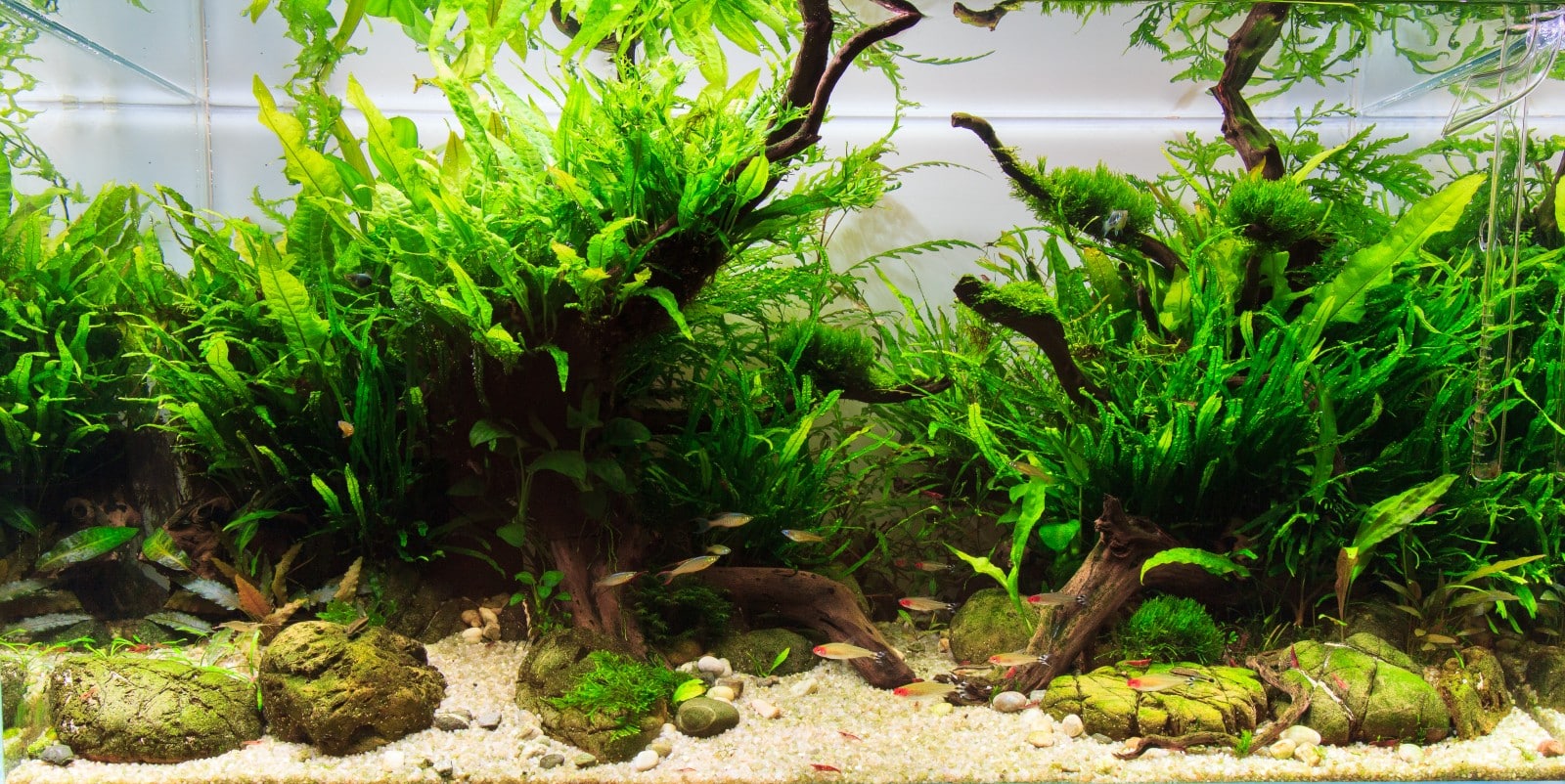 L'aquascaping consiste à recréer un paysage miniature sous l'eau, dans un aquarium