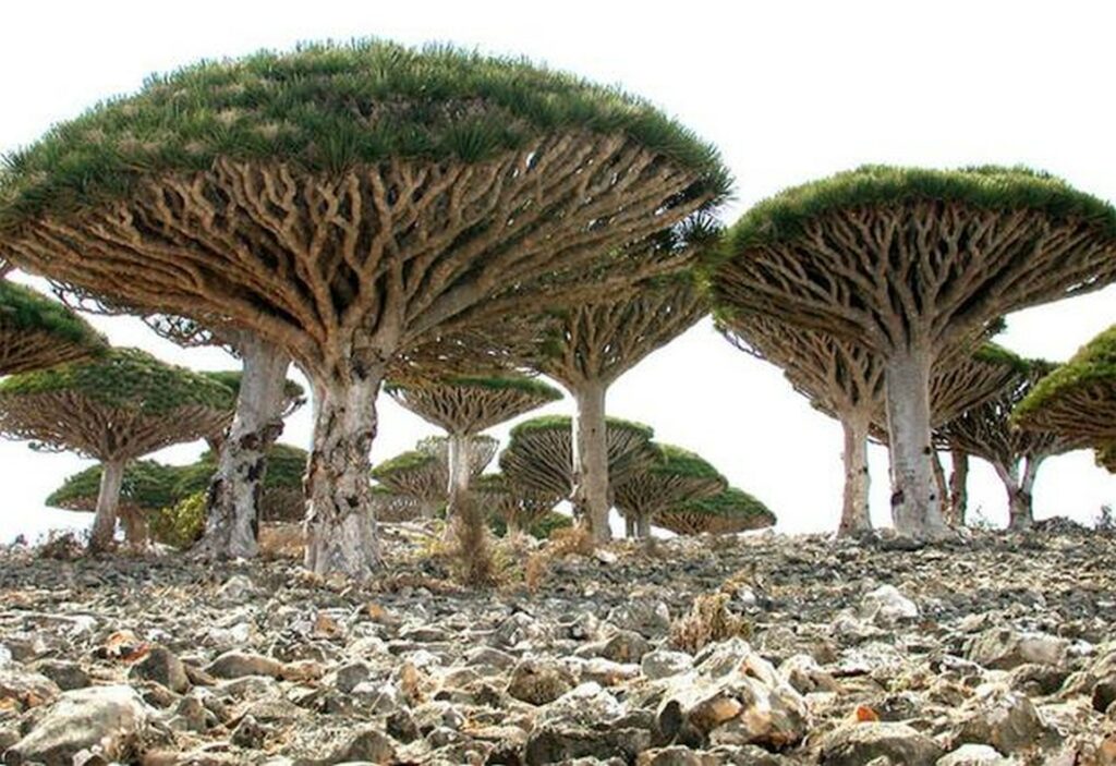 L'île de Socotra un écrin de biodiversité