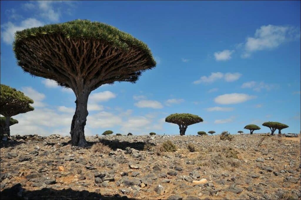 Socotra au Yemen l'île aux arbres pluricentenaires