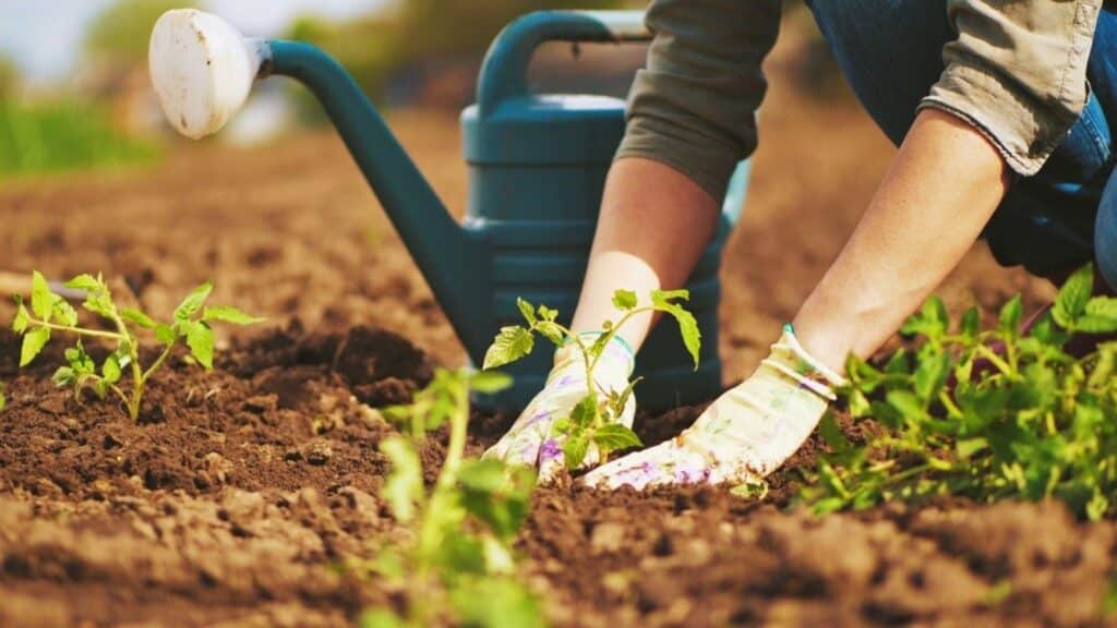 Outils de jardinage pour bien entretenir son gazon ou potager