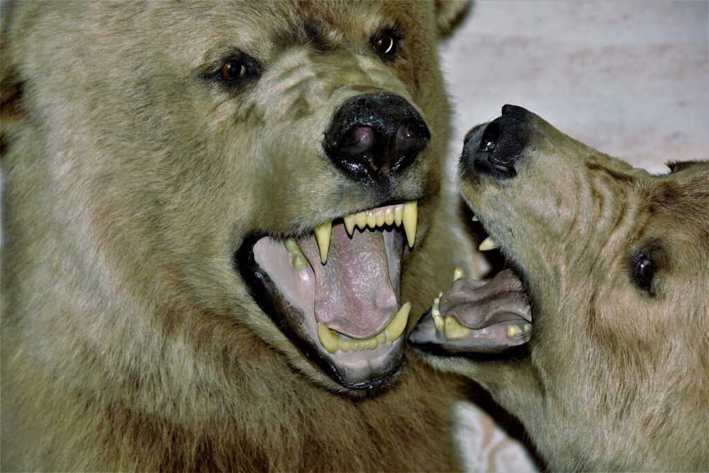 Collection de trophées de chasse avec des têtes empaillées d'ours