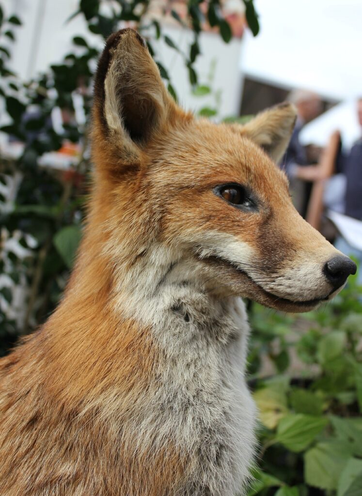 Détail d'un renard en taxidermie