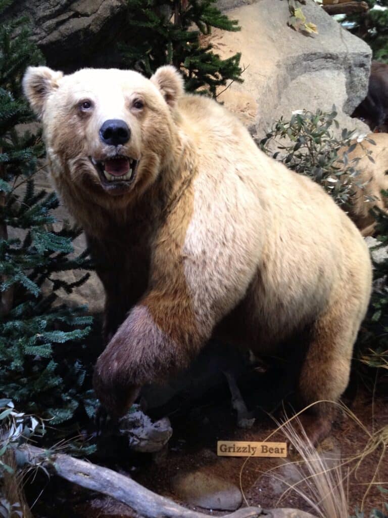 Diorama naturel dans un musée, avec un ours en taxidermie