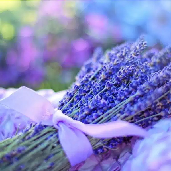 Plante utilisée pour l'aromathérapie, comme la lavande
