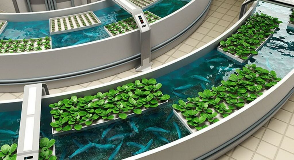 Cultiver des légumes frais à l'aide d'un écosystème aquaponique