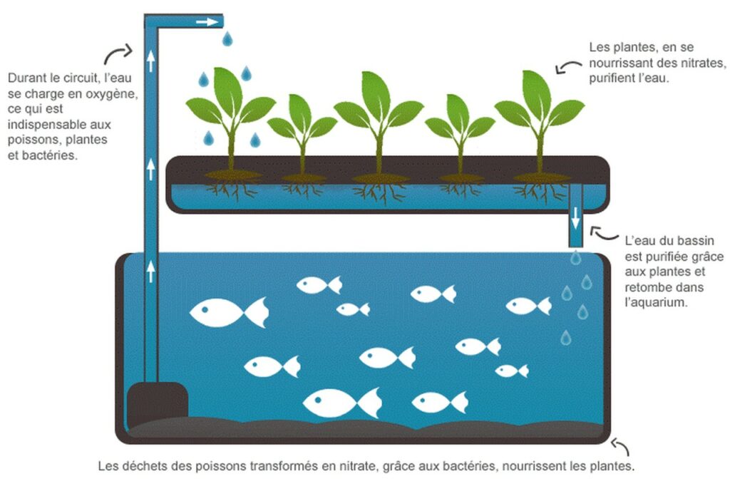 Principe de l'aquaponie, un circuit fermé pour un système durable