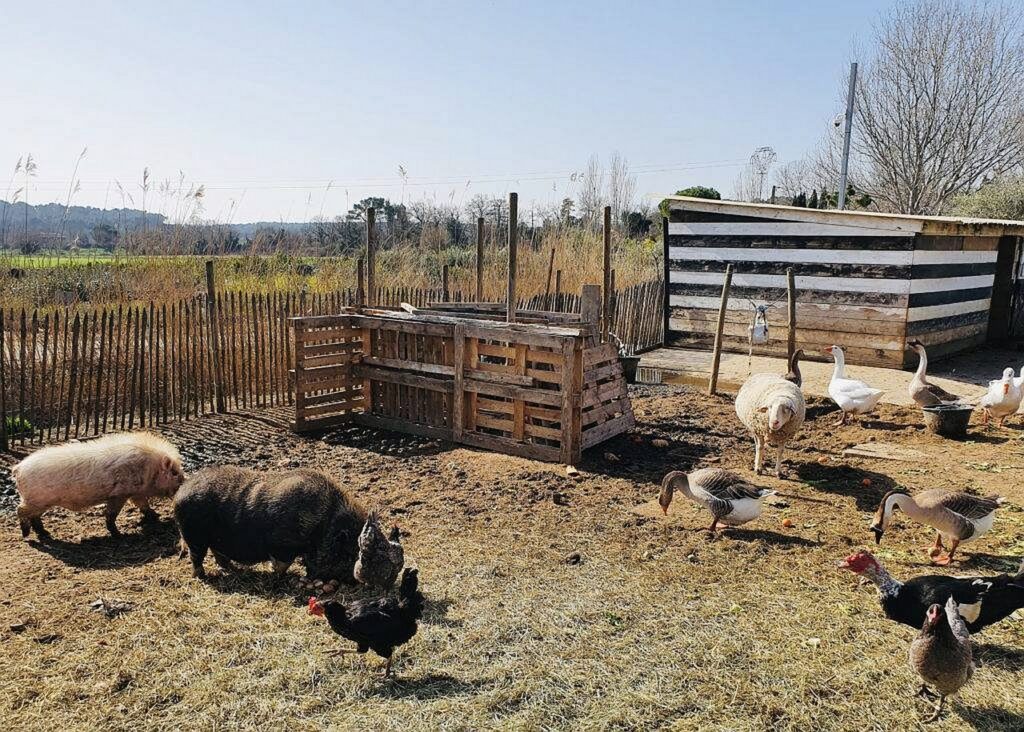 Découverte des animaux de la ferme lors d’une sortie scolaire