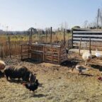 Découverte des animaux de la ferme lors d’une sortie scolaire
