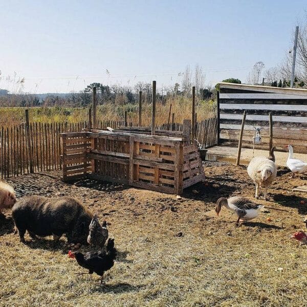 Découverte des animaux de la ferme lors d’une sortie scolaire