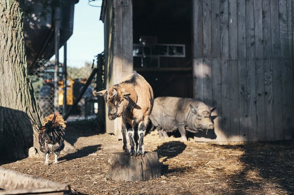 Observation d’animaux de la ferme dans leur enclos lors d’un atelier éducatif