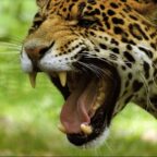 Découverte des animaux grâce à un parcours interactif au zoo