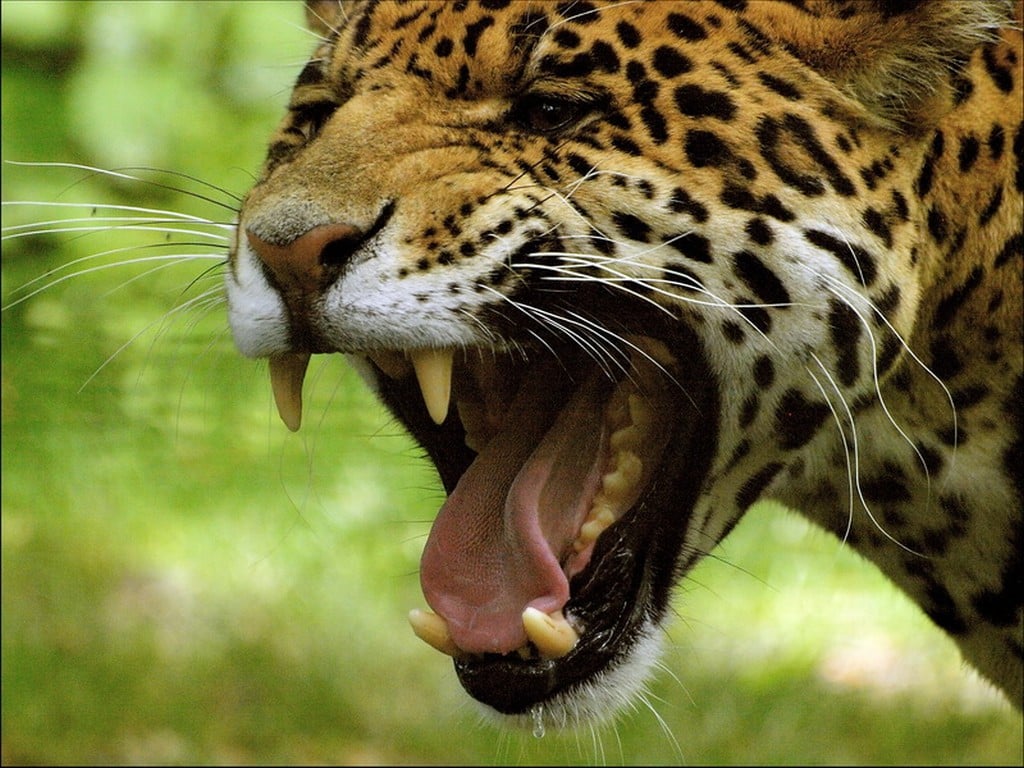 Découverte des animaux grâce à un parcours interactif au zoo