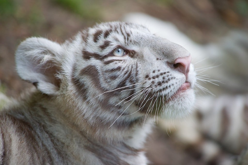 Expérience immersive au zoo pour petits et grands