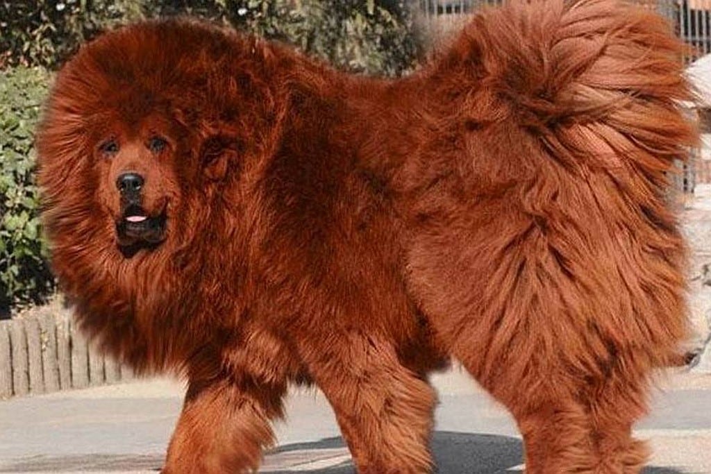Jeune mastiff tibétain photographié pour montrer sa taille impressionnante