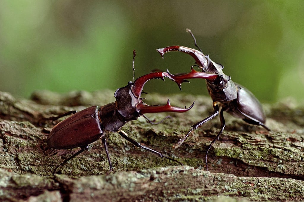 Lucane cerf-volant posé sur une branche pour montrer sa taille impressionnante