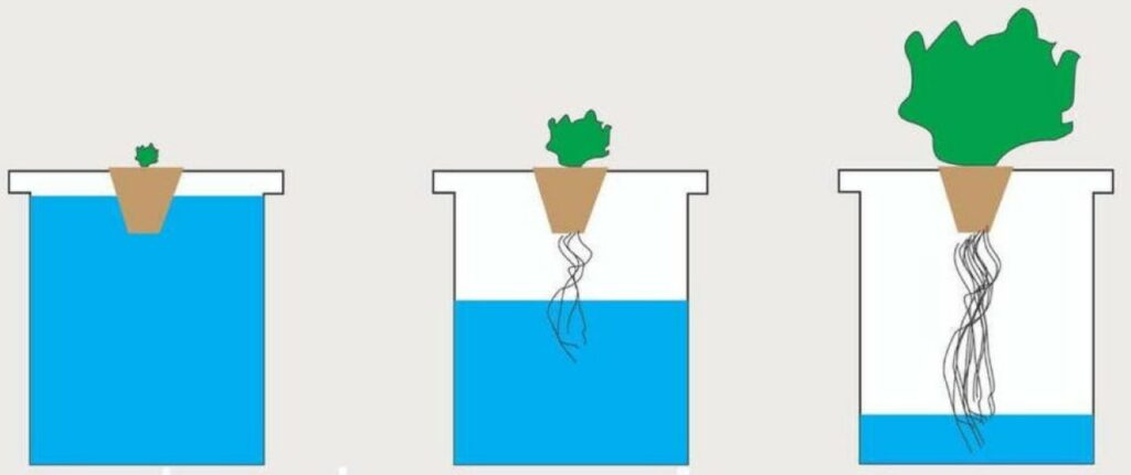 Développement racinaire en hydroponie passive