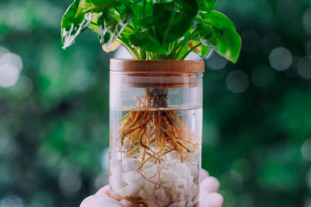 Plante cultivée en méthode Kratky