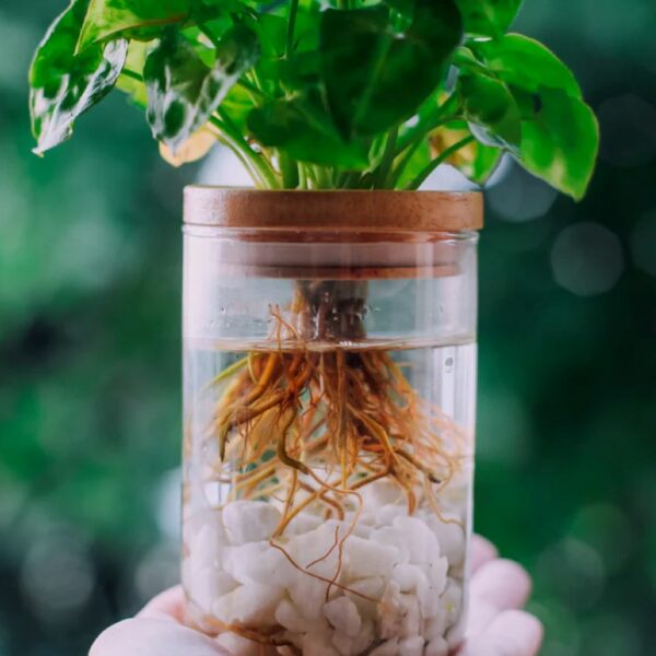Plante cultivée en méthode Kratky