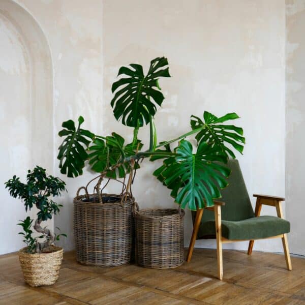 Salon Japandi organique aux tons naturels avec mobilier en bois clair et plantes vertes